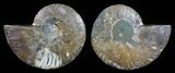Polished Ammonite Pair - Agatized #59450-1